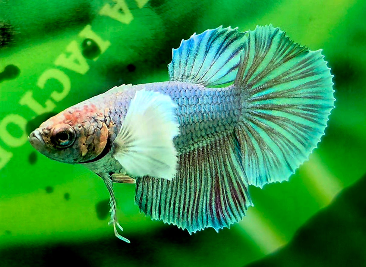H65 - Female - Dumbo Ear Halfmoon -  Mint Green And Pink 