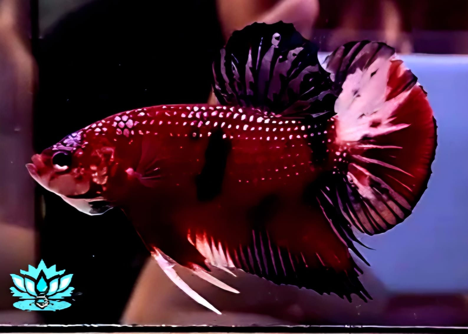 Giant 9 - Male - Halfmoon Plakat -Red Galaxy Copper Koi
