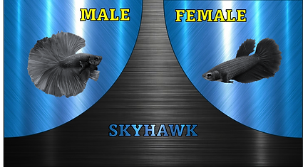SKYHAWK