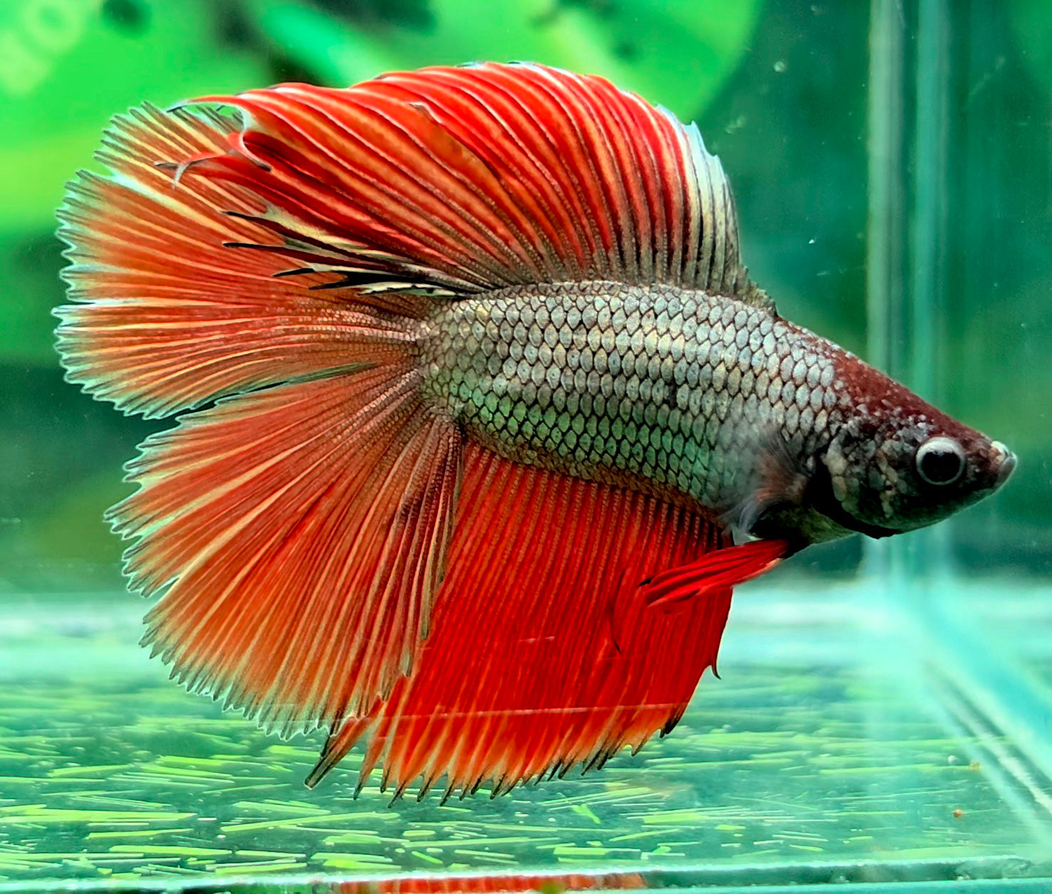 H48 - Male - Doubletail Halfmoon - Red Copper