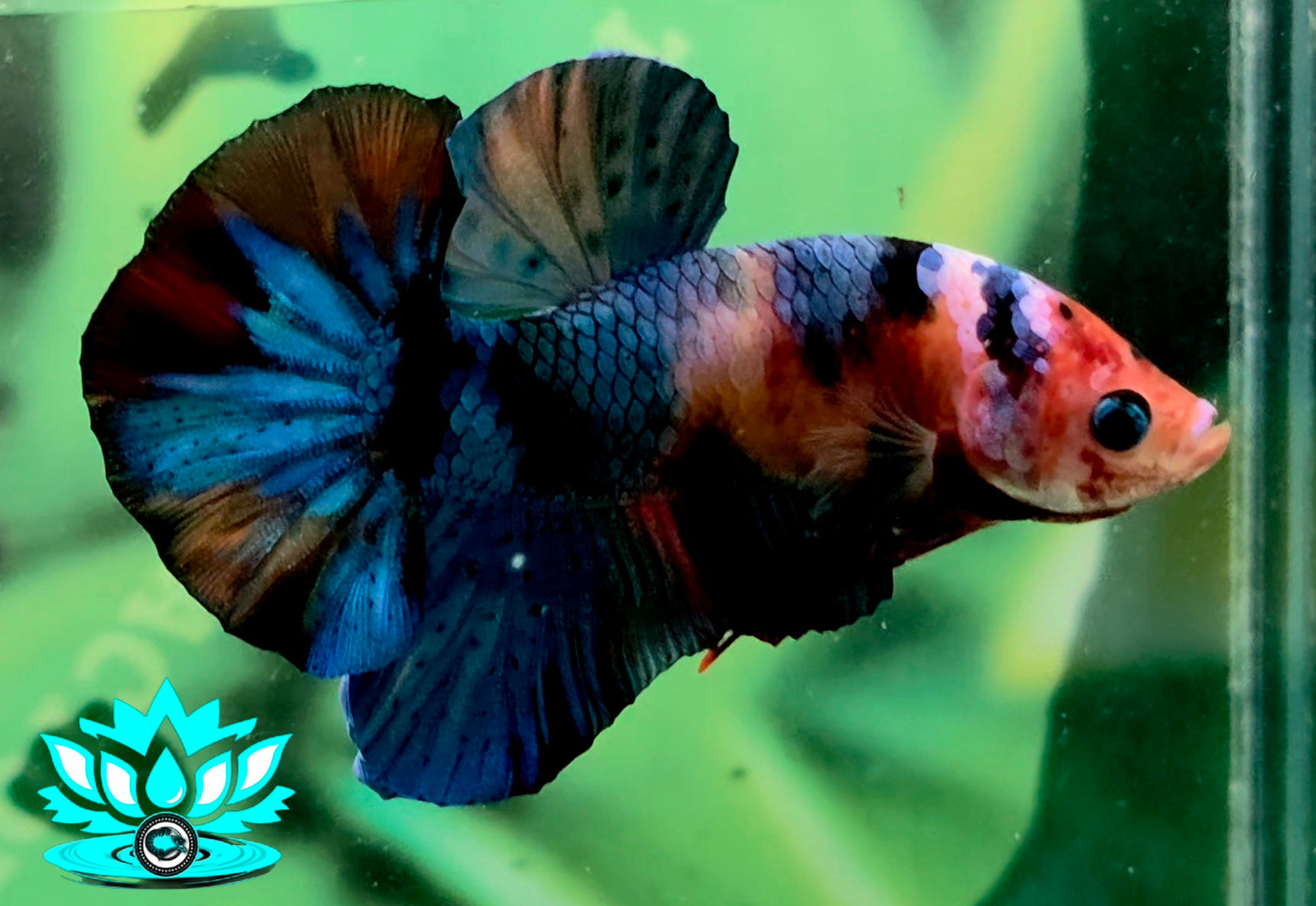 B8-18 - MALE - HMPK - Fancy Dark Galaxy Candy Nemo