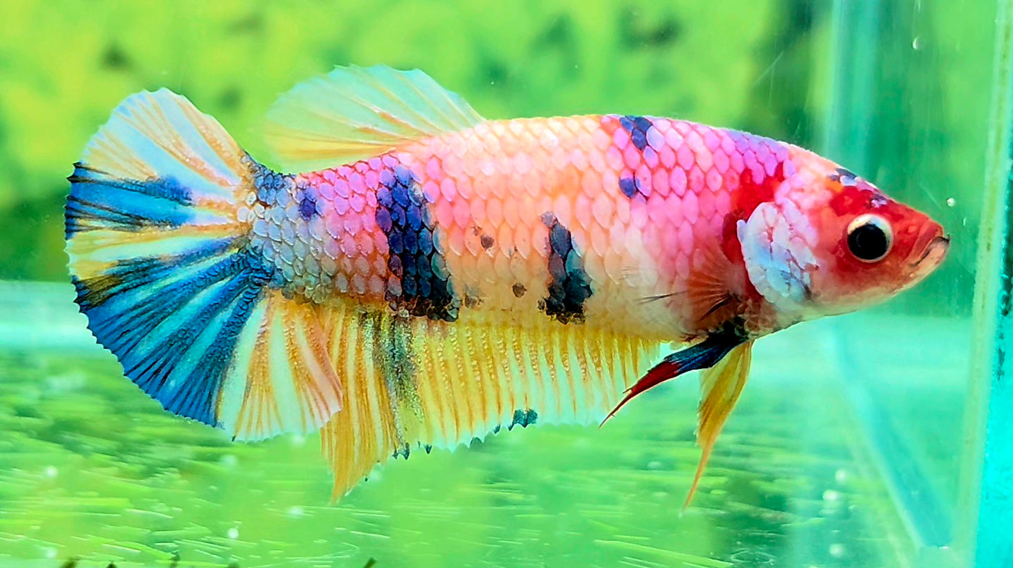 B4 - 02 - Female - Halfmoon Plakat (HMPK) - Pink Candy Galaxy 
