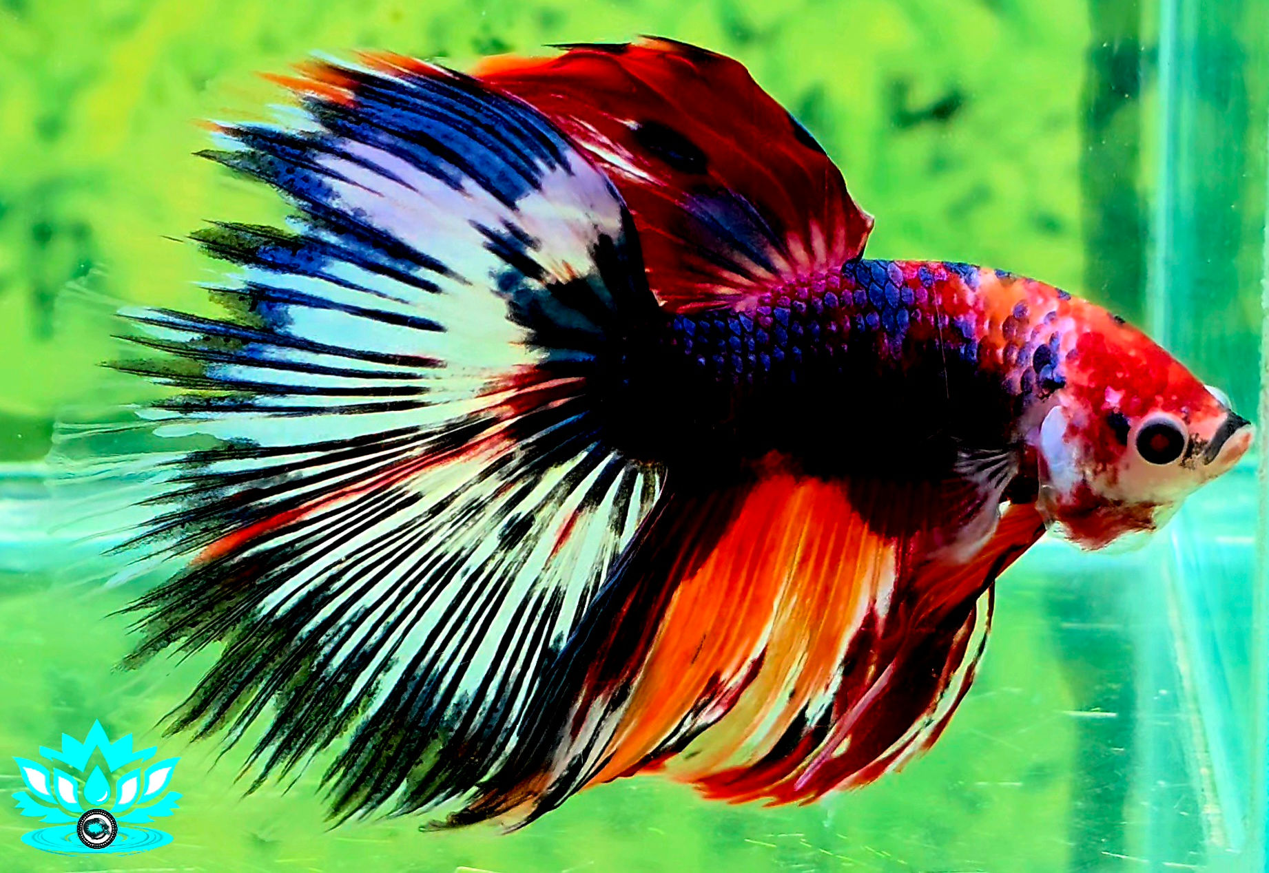 S9-08 - Male - Halfmoon - Fancy Purple Firework Galaxy 