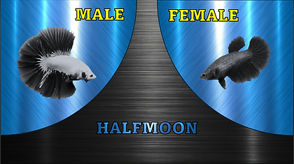 HALFMOON