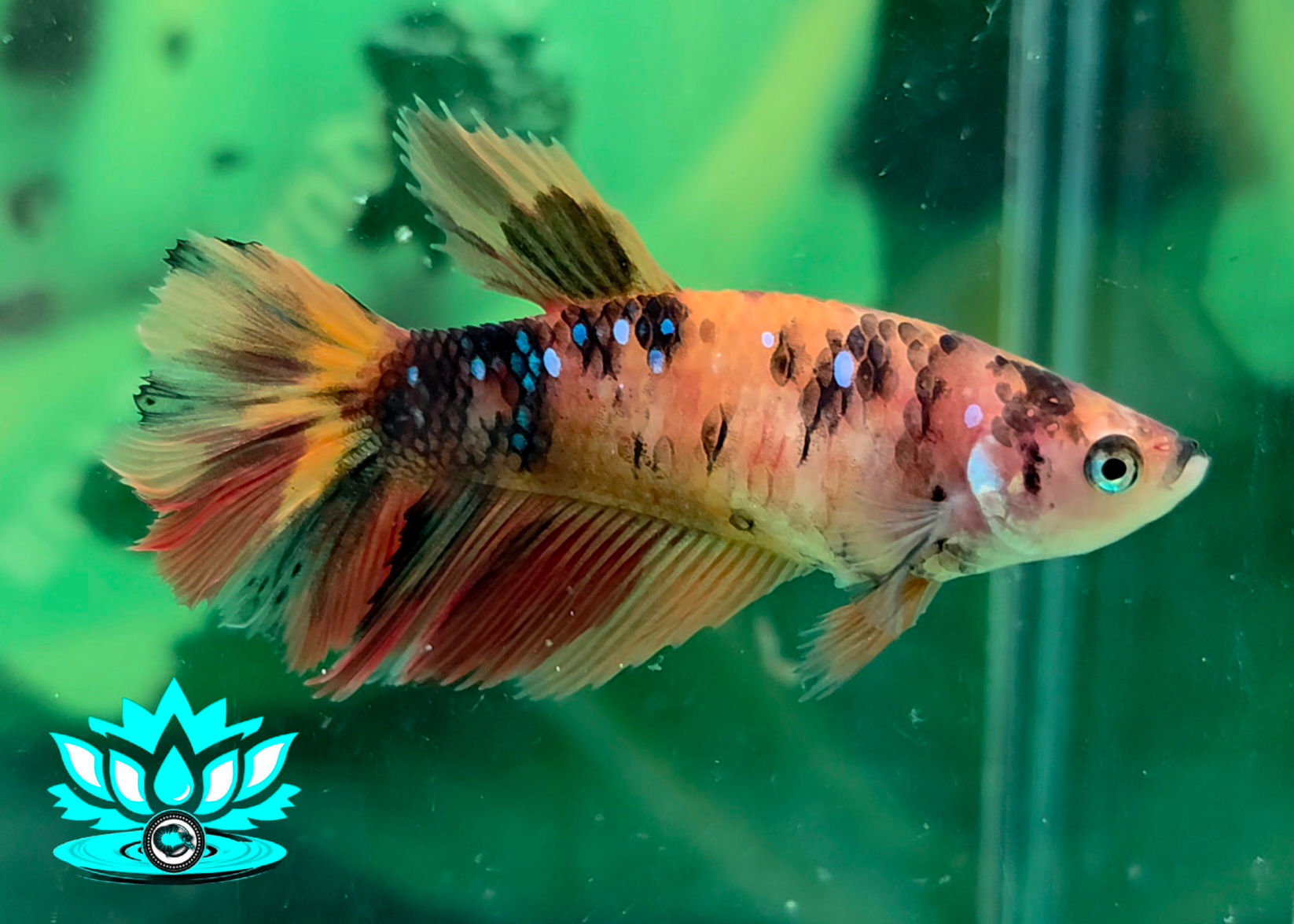 BA1-02 - Female - Halfmoon - Candy Nemo Koi