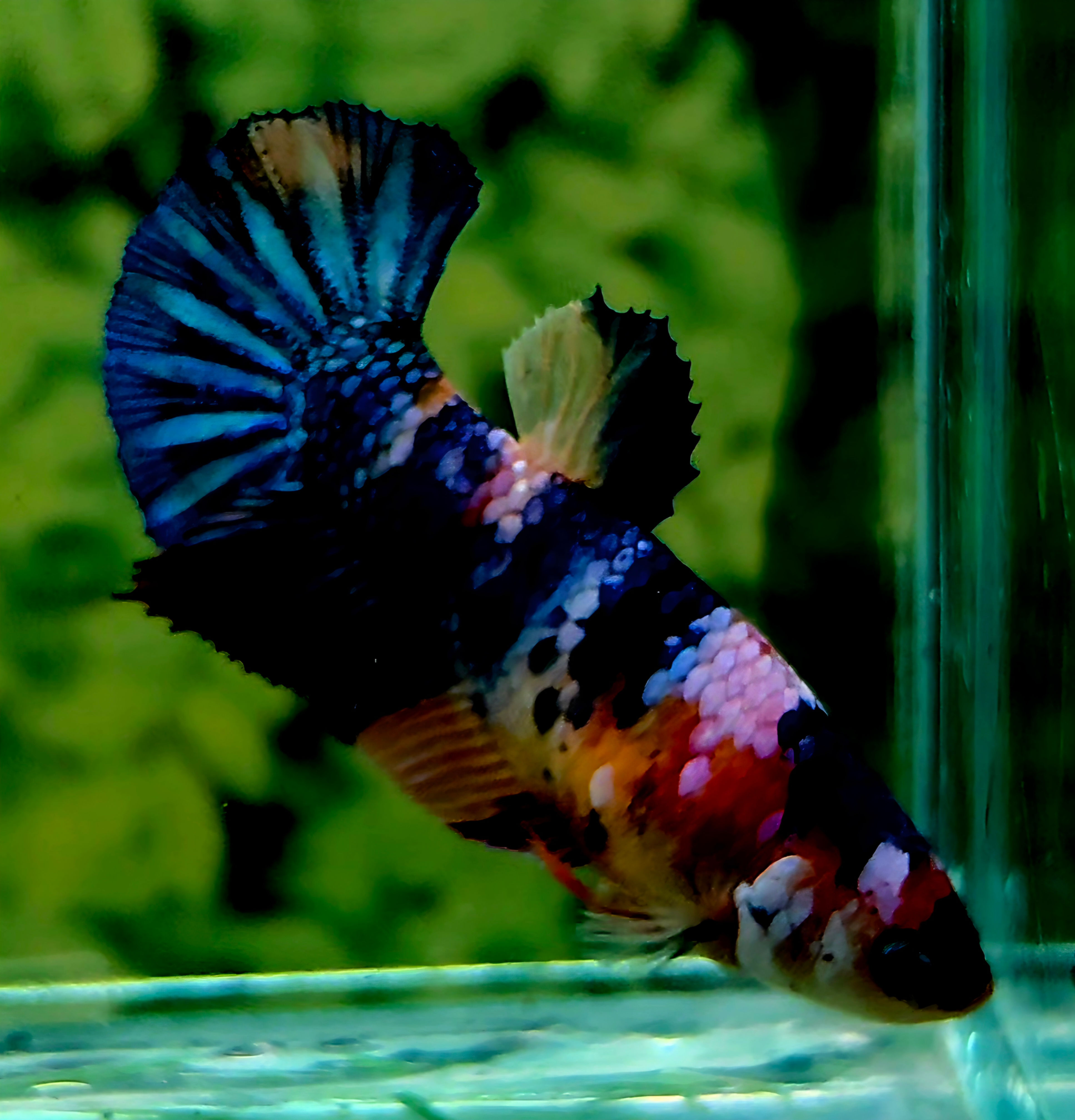 B4 - 07 - Female - Halfmoon Plakat (HMPK) - Galaxy Nemo Multicolour 