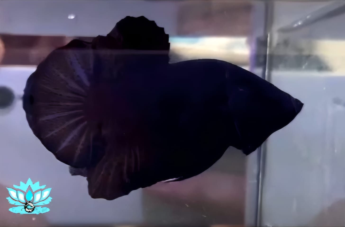 Giant 13 - Male - Halfmoon Plakat - Super Black (Not Often Found)