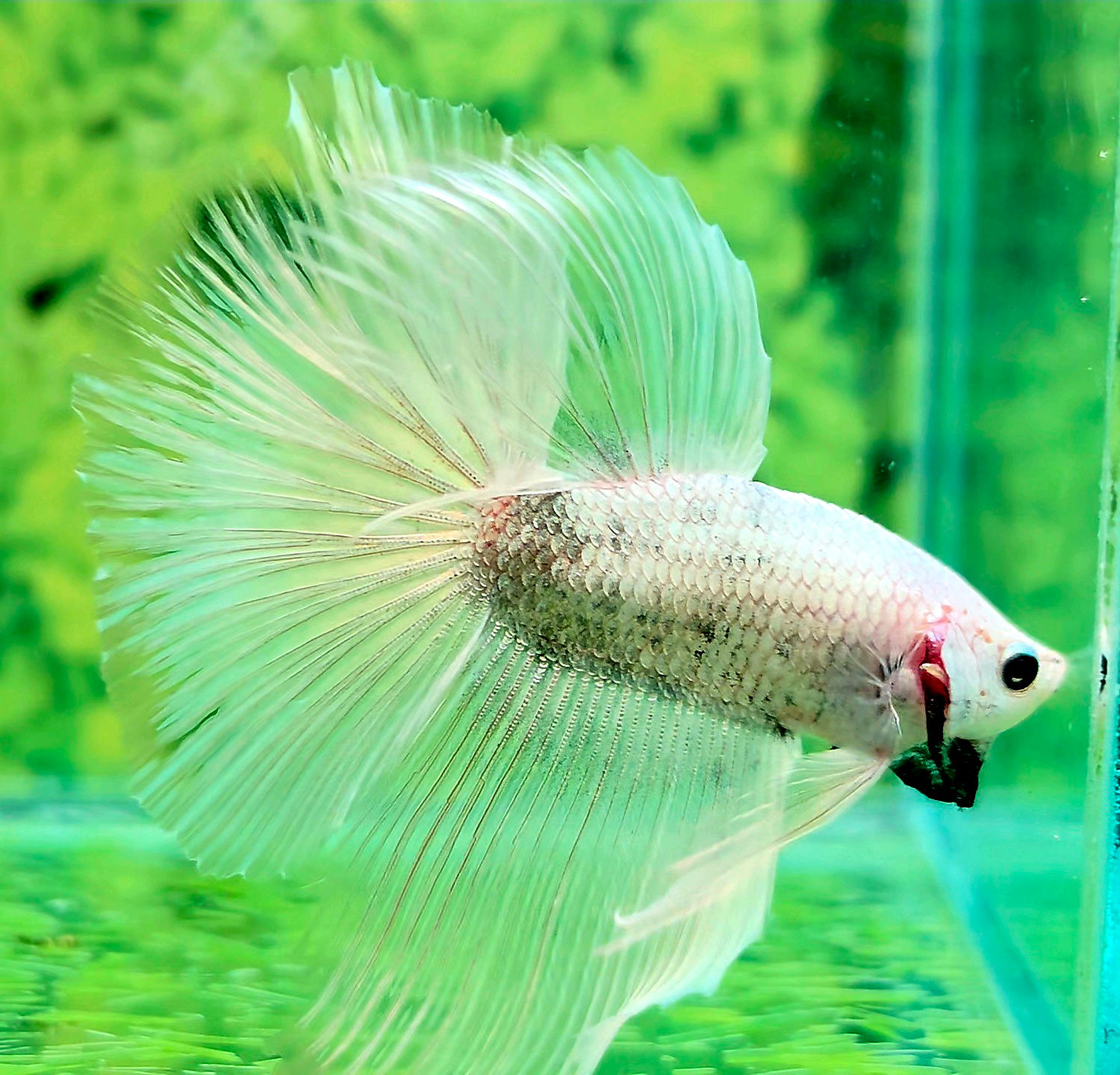 H43 - Male - Halfmoon - Fancy White Copper (Possible Marble)