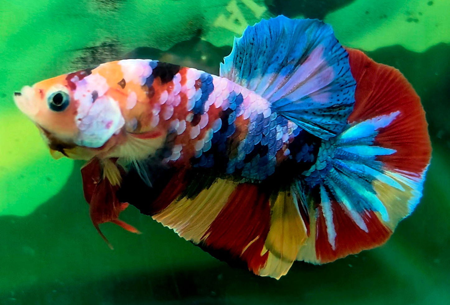 IM - 100 - Male - Halfmoon Plakat (HMPK) - Galaxy Nemo Multicolour 