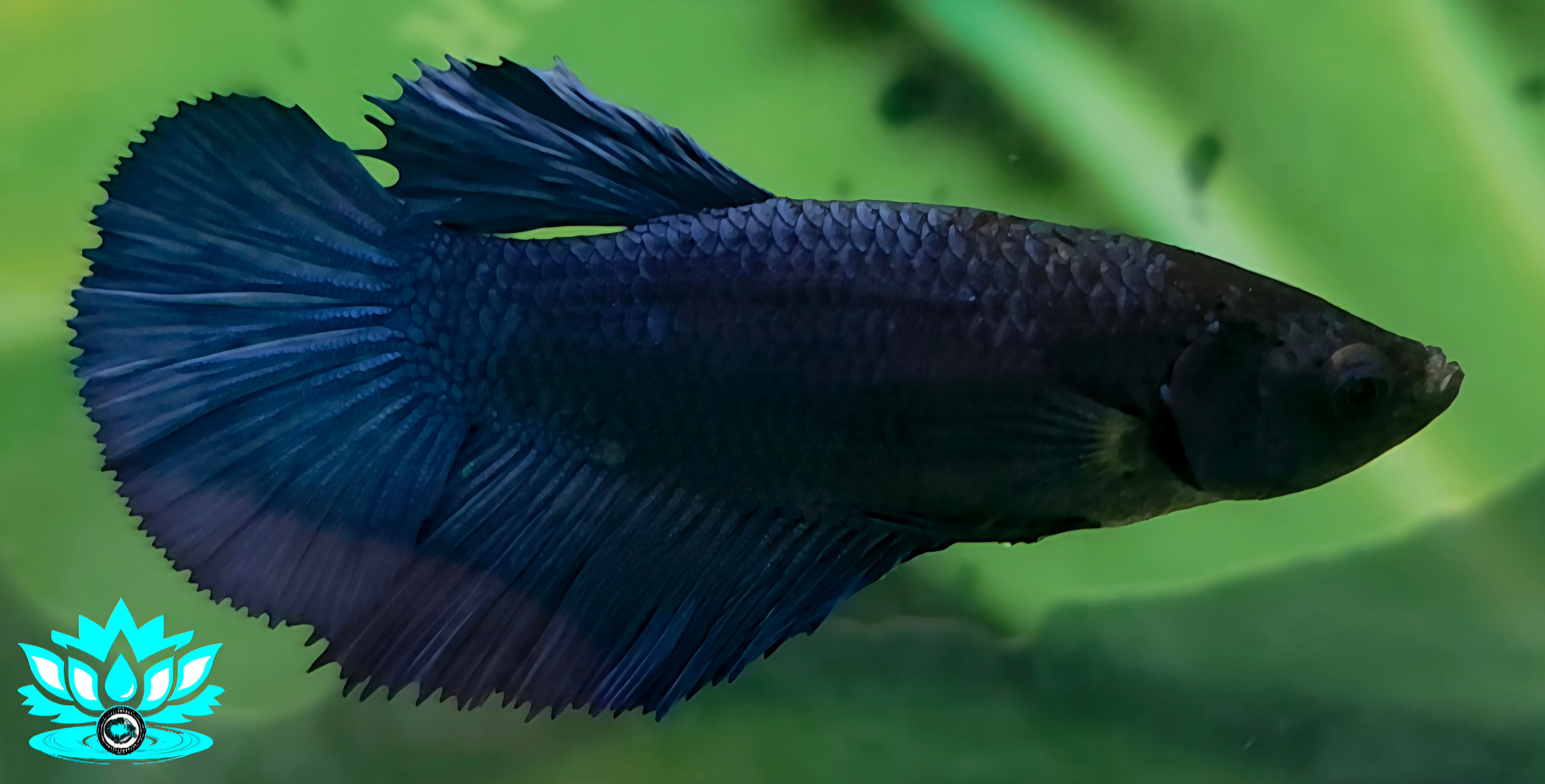 B7-10 - Female Skyhawk - Super Blue - Iron May