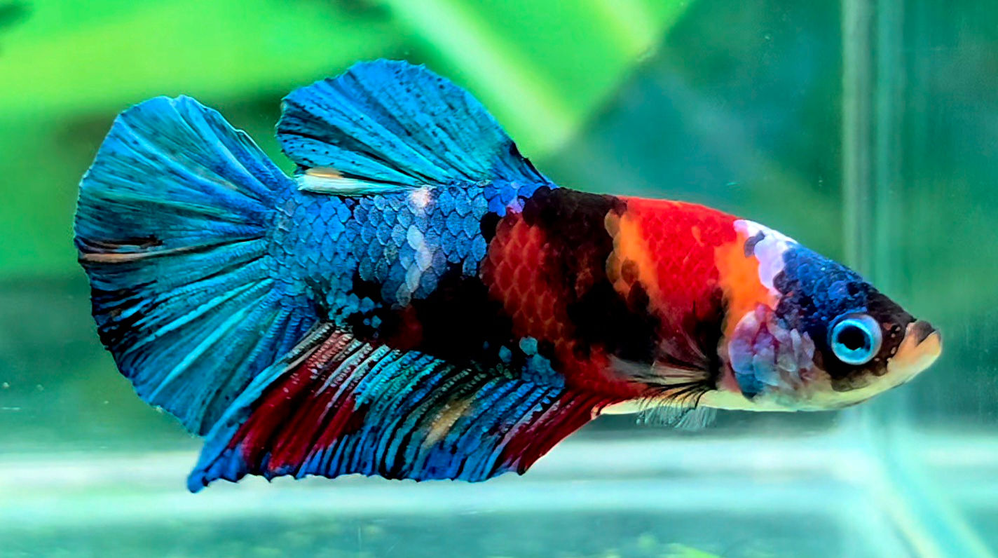 IM - 93 - Male - Halfmoon Plakat (HMPK) - Red Galaxy Koi