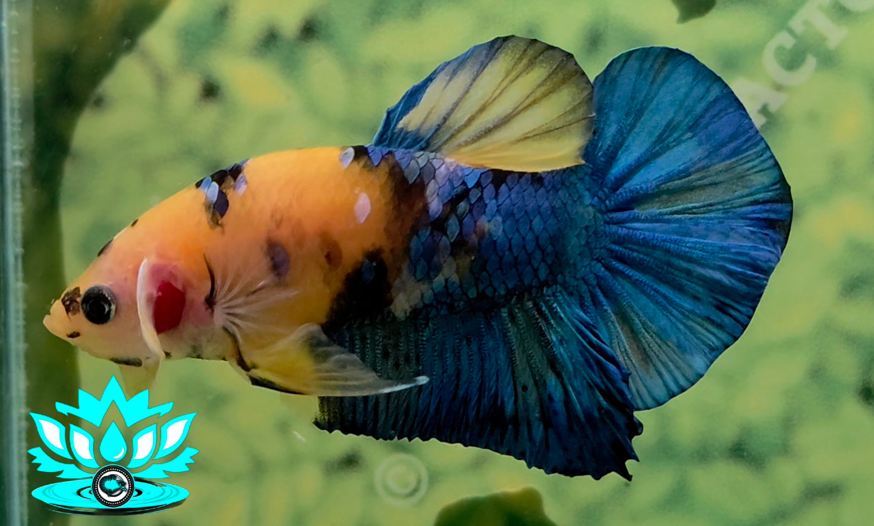 B8-16 - MALE - HMPK - Yellow Galaxy Koi