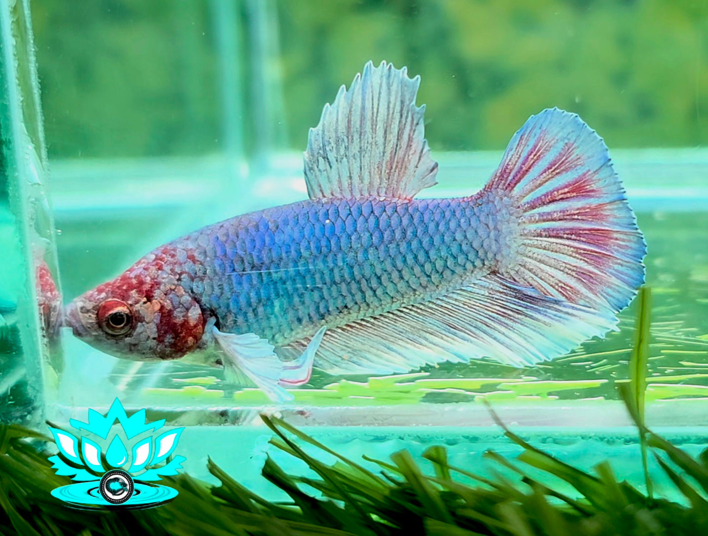 B5-01 - Male - Dumbo Ear HMPK 