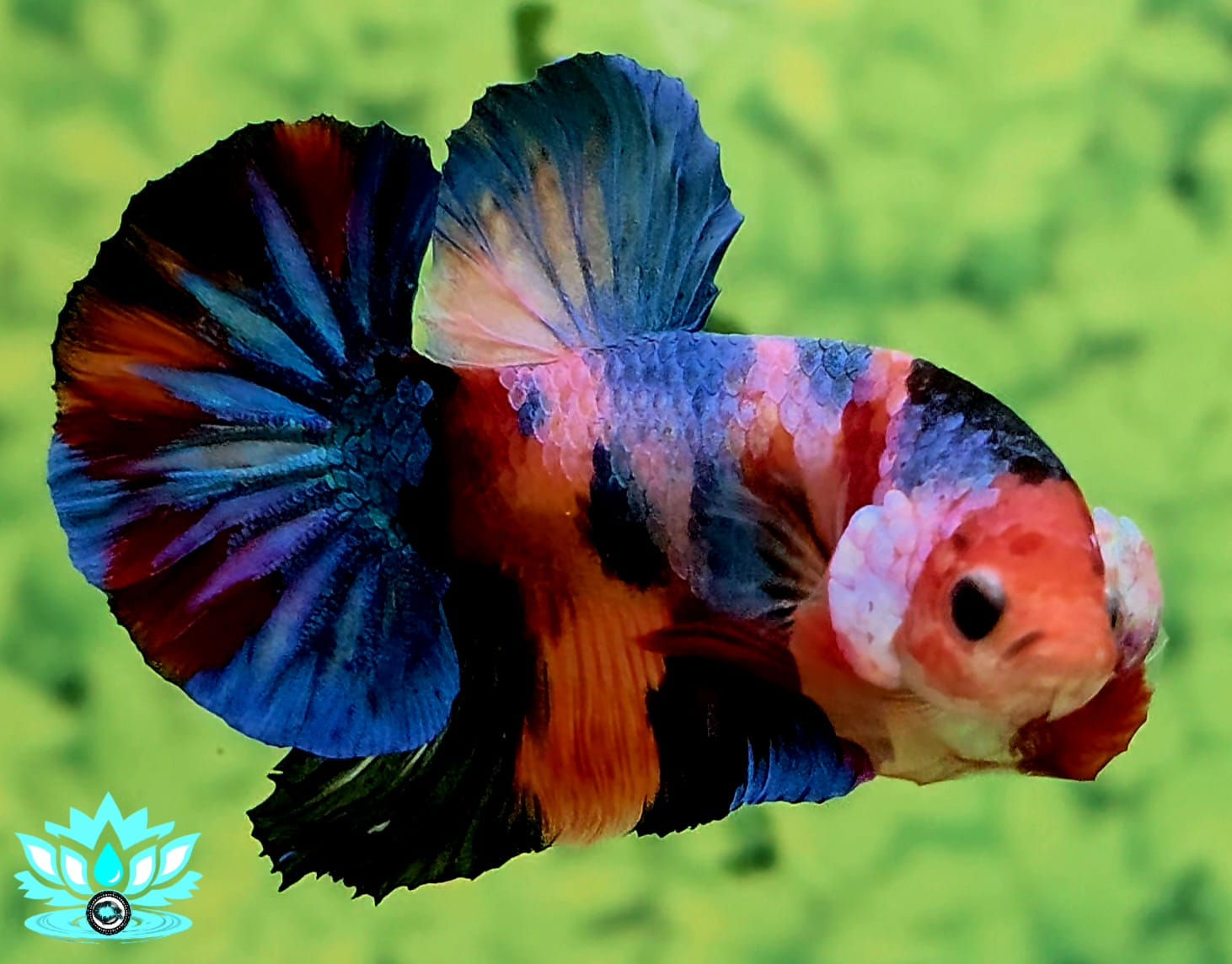B9-16 - Male - HMPK - Fancy Galaxy Koi