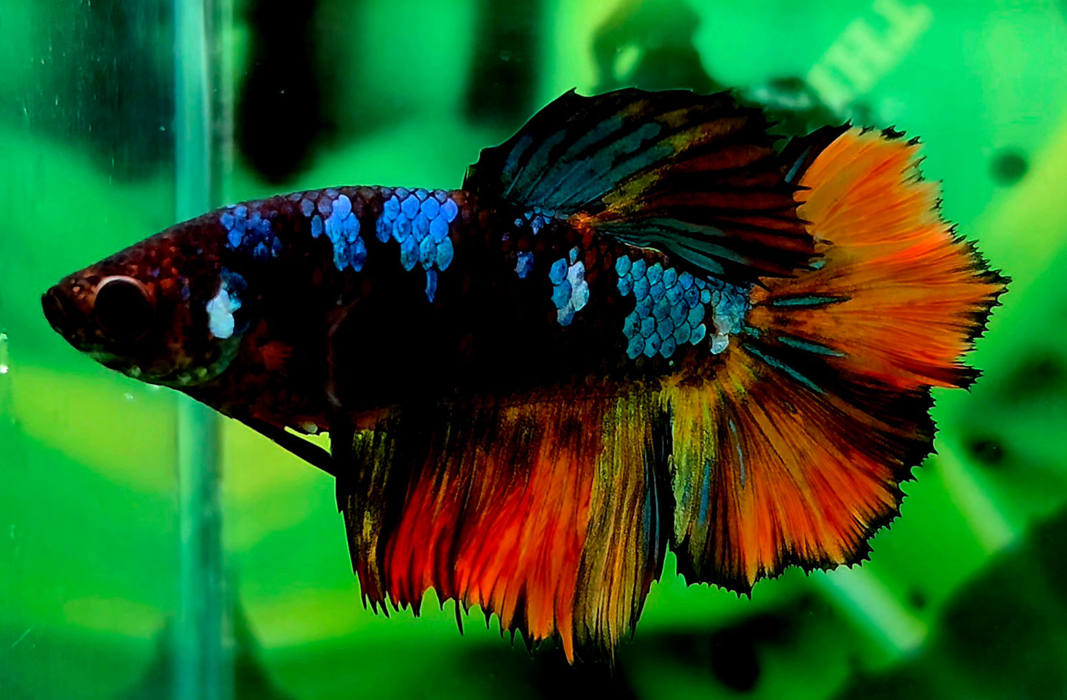 B4 - 01 - Female - Skyhawk - Galaxy Copper Nemo (Big Tail)