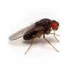 FRUIT FLIES
