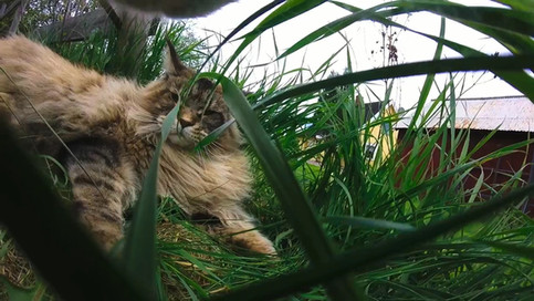 Mr Petcam | Cat Collar Camera & Dog Collar Camera | Kittycam | Cat Cam