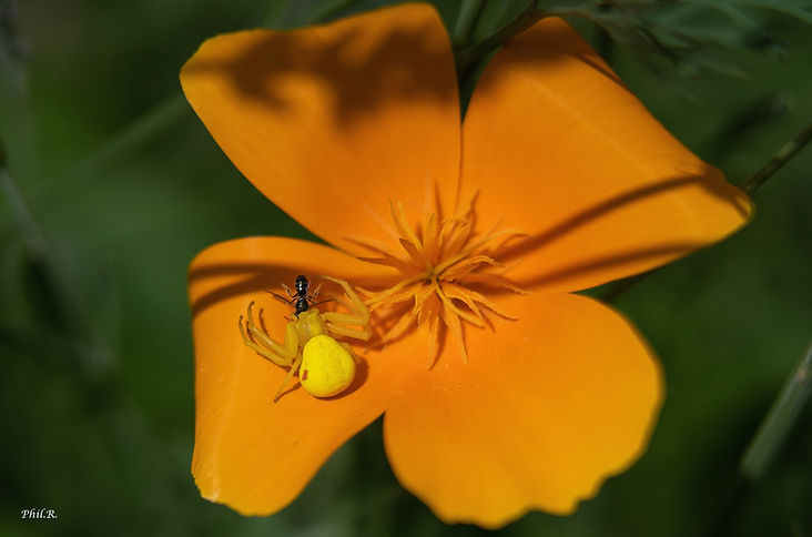 Misumena vatia01.jpg