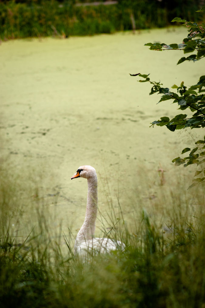 Natura