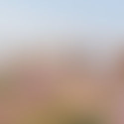 La lavande fait son apparition dans le désert saoudien