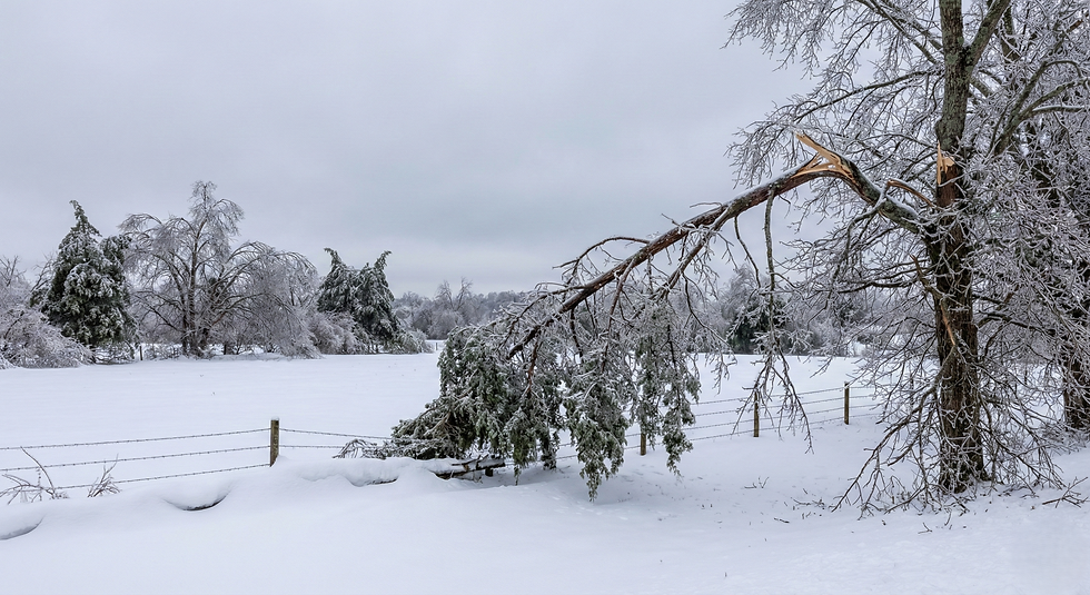 Broken Tree branch on Middle Tennessee property after snow storm