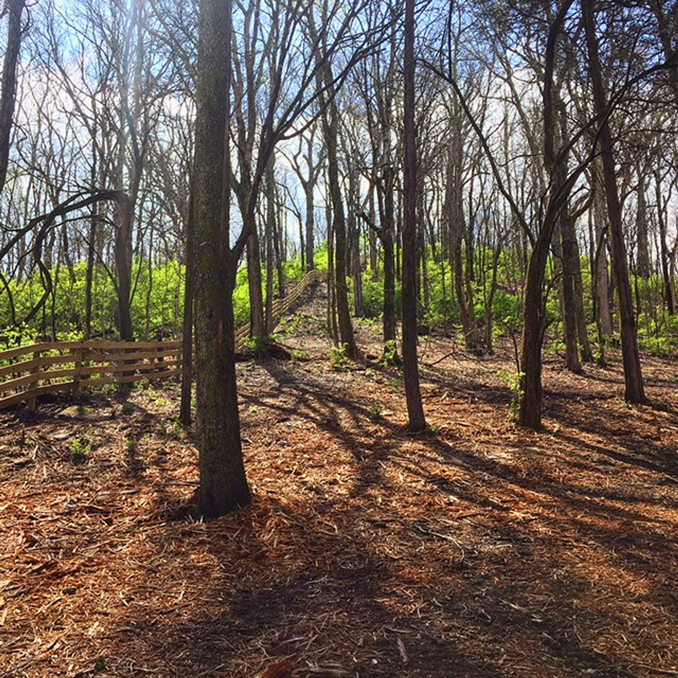 Tennessee Land Clearing Forestry Mulching Bush Hogging Grading
