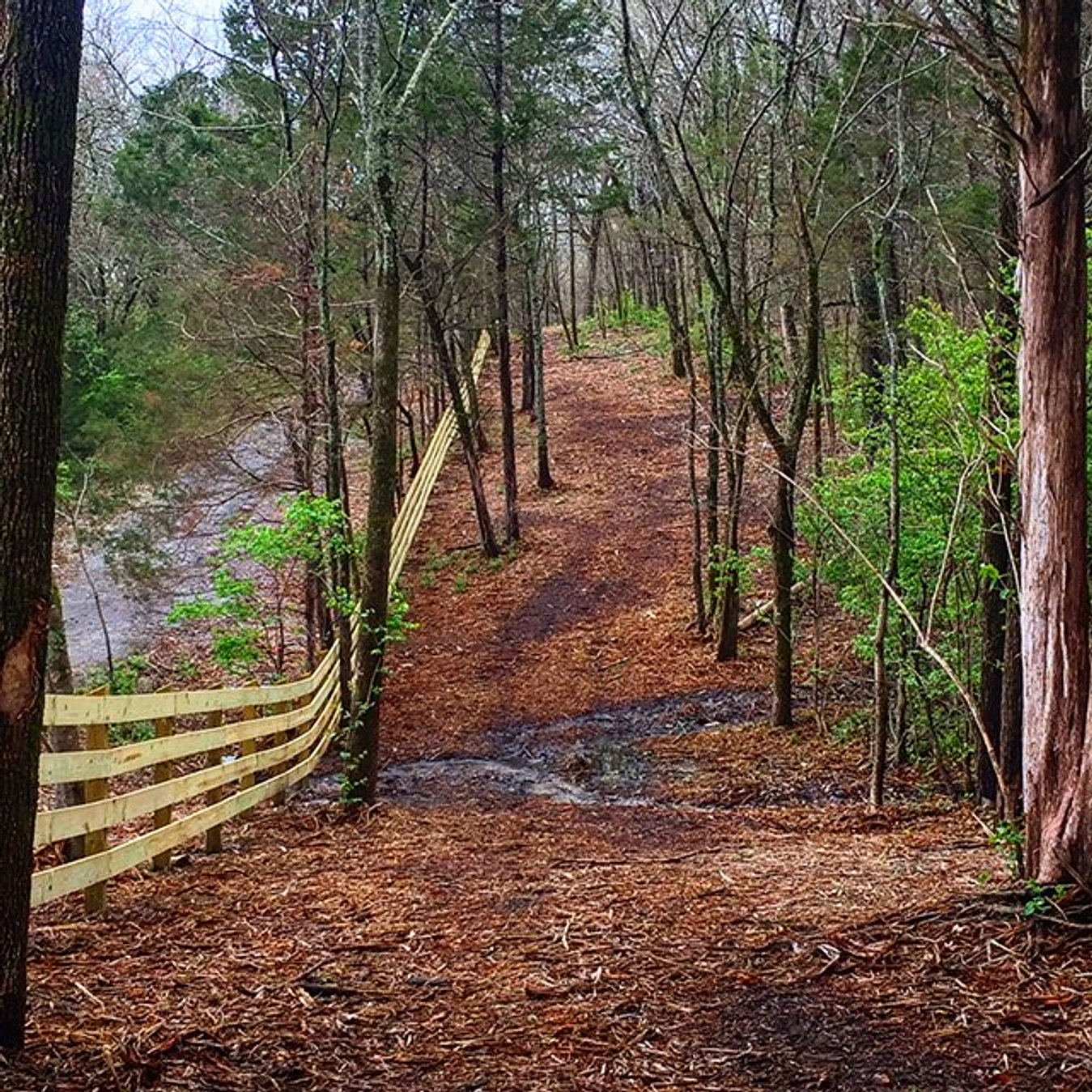 Tennessee Land Clearing Forestry Mulching Bush Hogging Grading