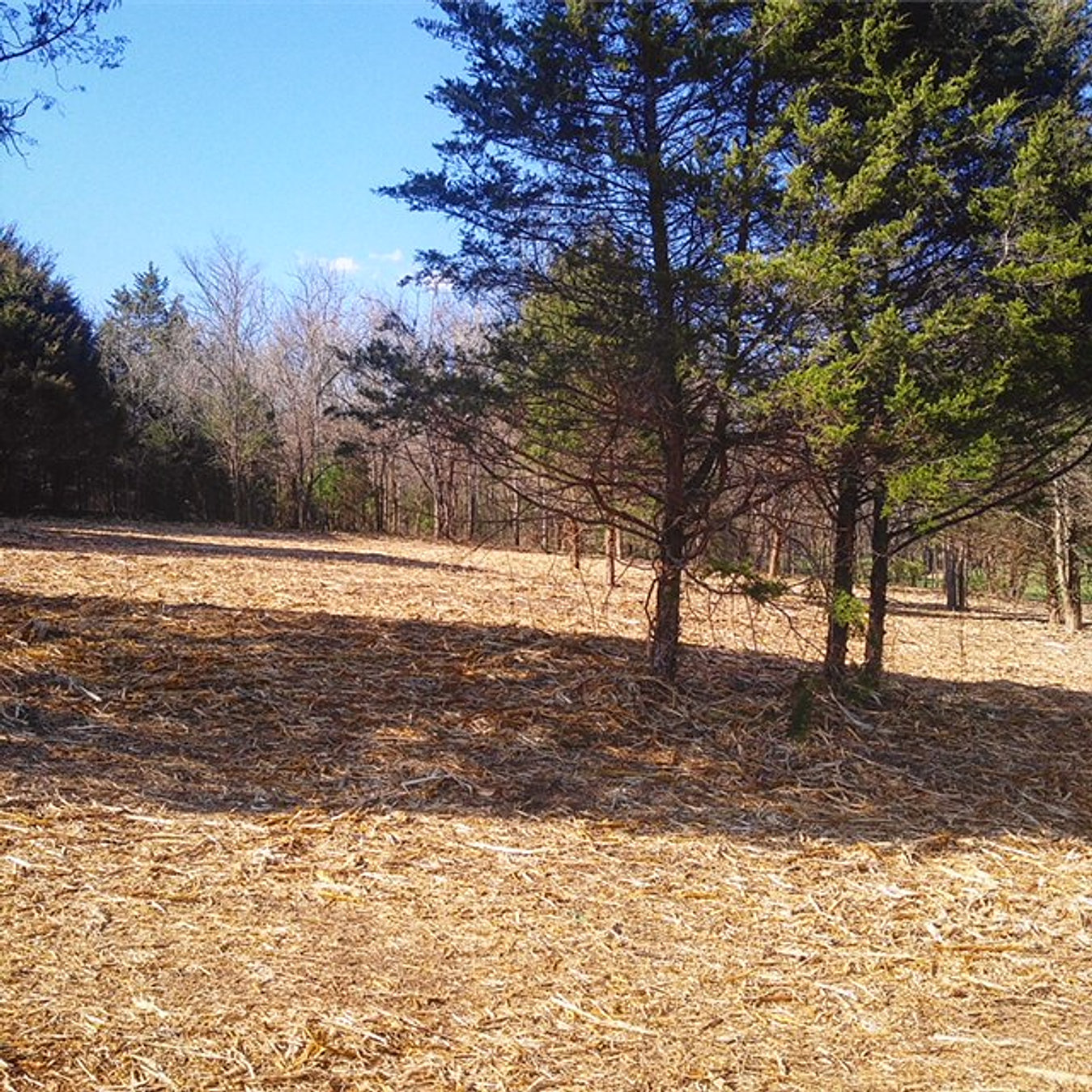 Tennessee Land Clearing Forestry Mulching Bush Hogging Grading