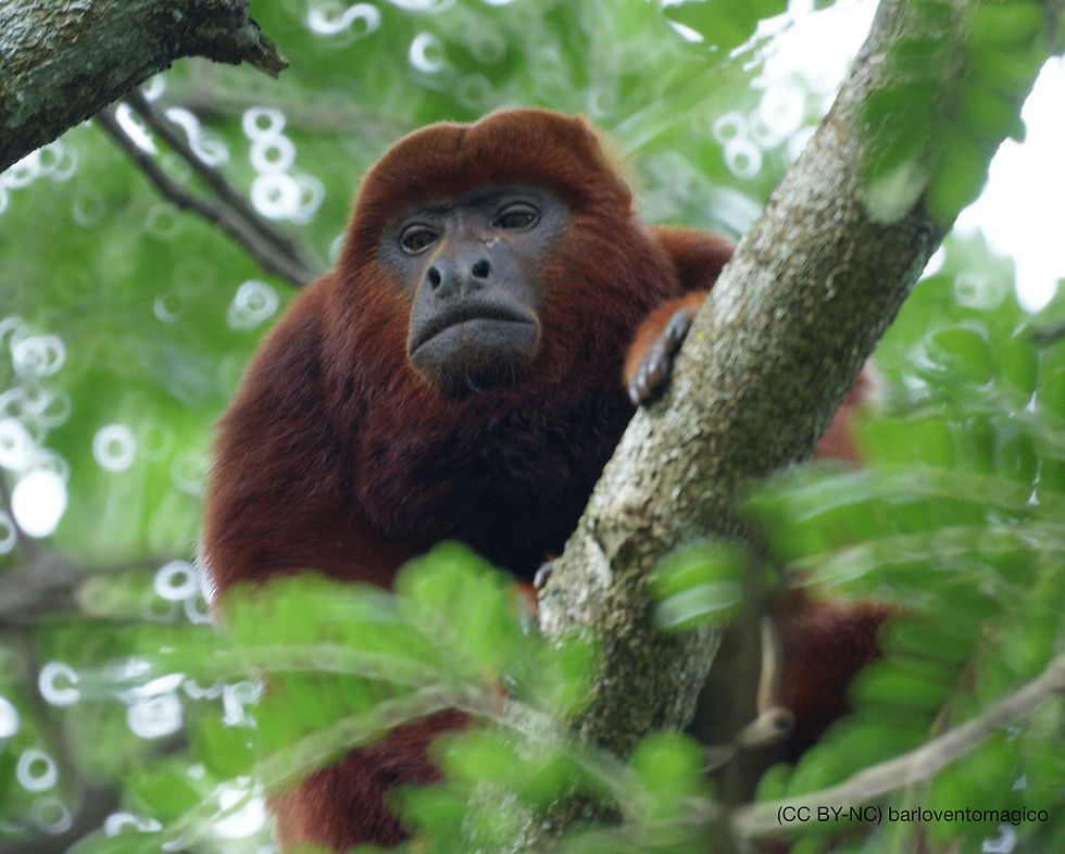 Mono colorado barloventomagico (CC BY-NC-ND)_1.jpg