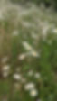 PXL_20210720_191010021.jpg