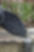 Harronymous_Lside_edited