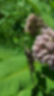 PXL_20210624_140643895.jpg