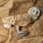 PXL_20230622_161452222_edited