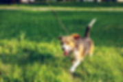 pexels-photo-2613329.jpeg