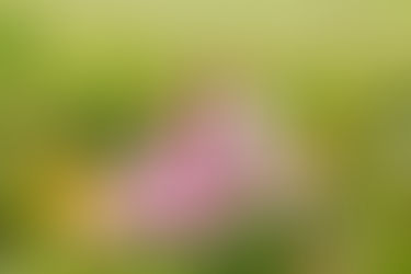 maternity session, maternity photography, maternity photographer, maternity photographer near me, maternity portraits, golden hour maternity session, golden hour, golden hour photographer near me, golden hour photography. wildflower session, wildflower maternity session, wildflower field