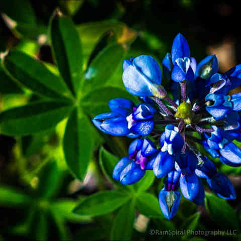 Bluebonnets 2.jpg