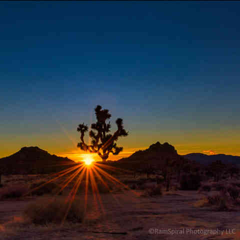 Joshua Tree Sunrise.JPG