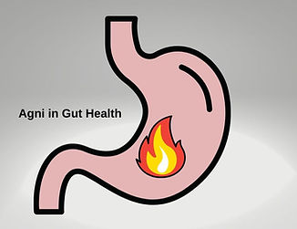 Role-Agni-in-Gut-Health-1024x683.jpeg