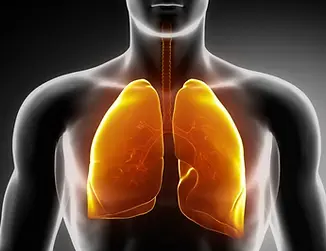 diagram-of-the-lungs.webp