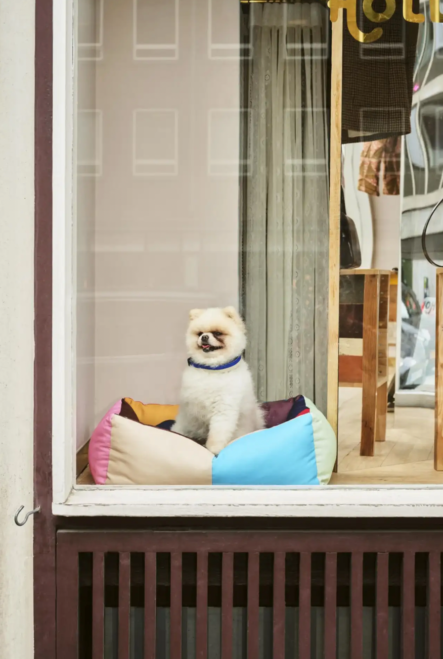 Thumbnail: HAY DOGS BED