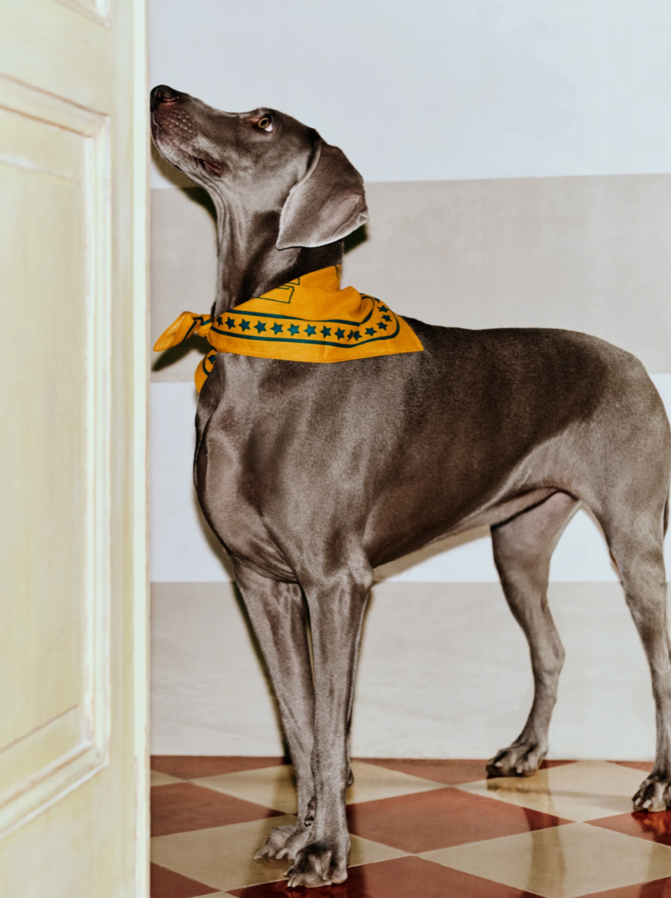 Thumbnail: HAY DOGS SCARF