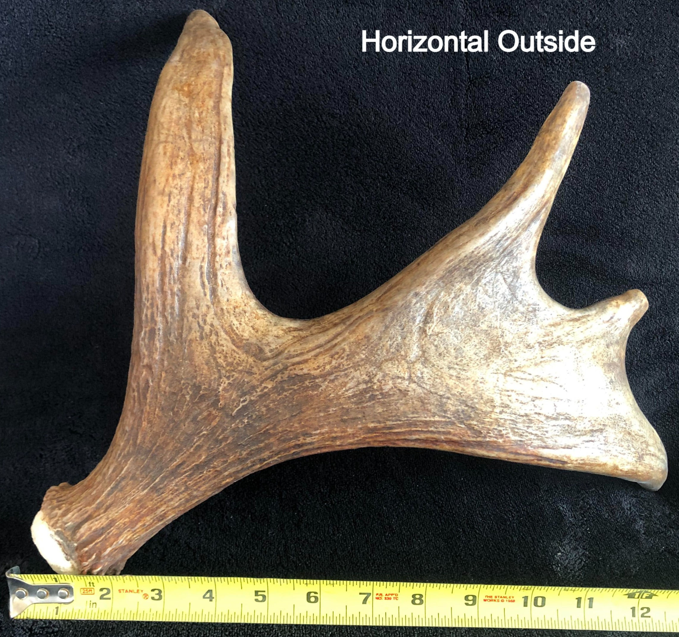 Customized Small Antler Carving (wide tine)