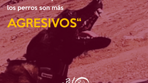 MITO: "En tiempo de calor, los perros son más agresivos"