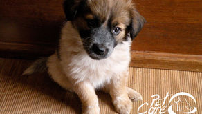 ¿Cuál es la edad perfecta para adiestrar a mi mascota?