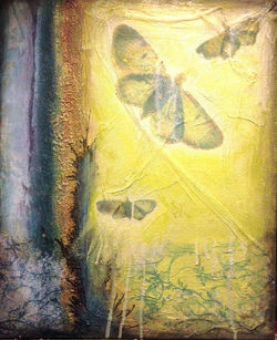 Moth on the Window