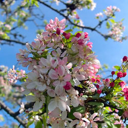 Tree Blossom