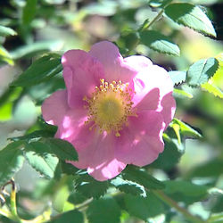 Wild Rose