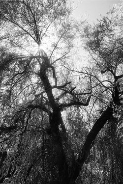 Weeping Willow
