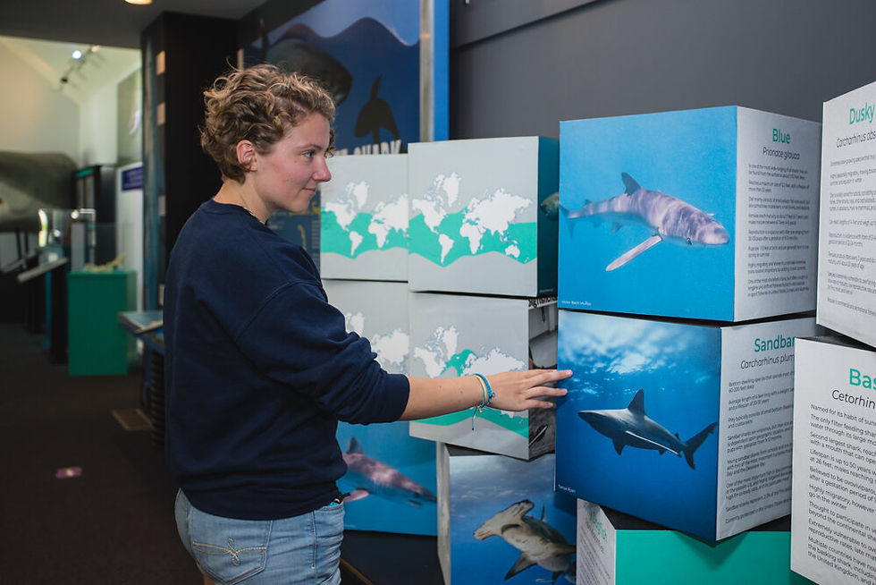 New England Shark Species Boxes