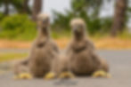 Two Eaglets sitting on the ground, Photographed by Keith Ross